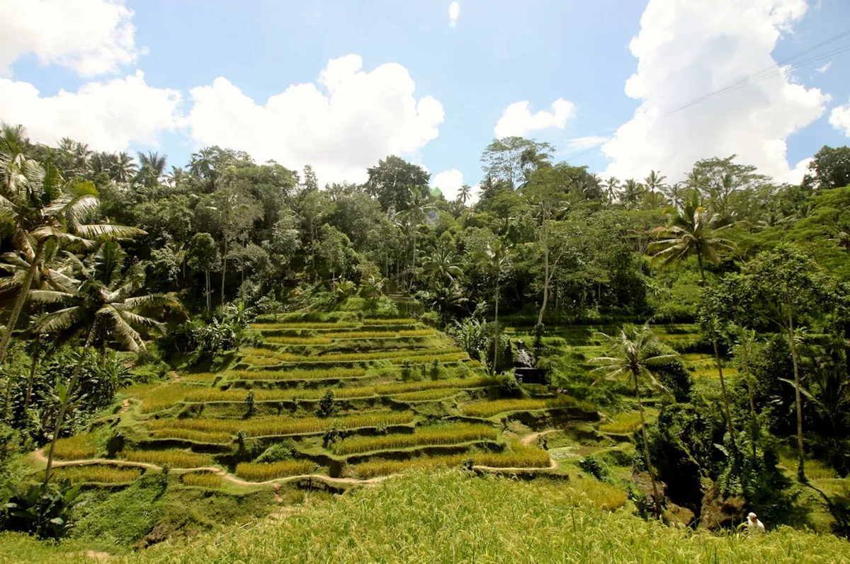 Ubud Bali Rice Terrace — North Bali Airports