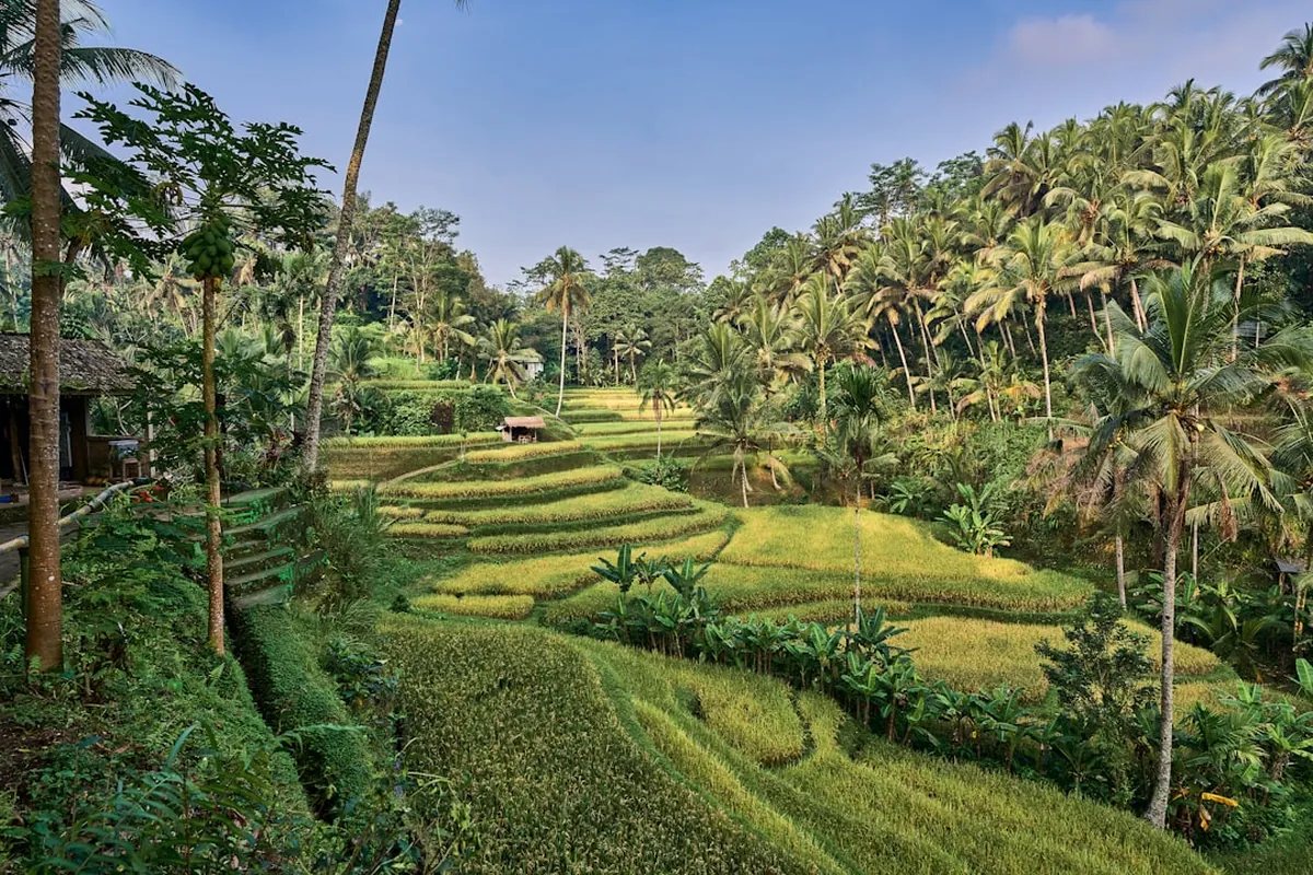 Investing in North Bali: A Comprehensive Guide